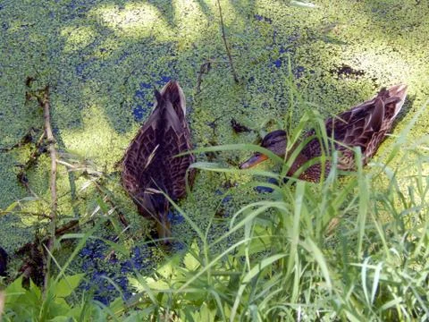 Wild ducks on a pond close up Stock Photos