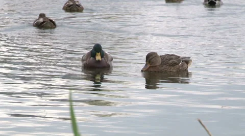 Wild ducks in the pond Stock Footage 31134593