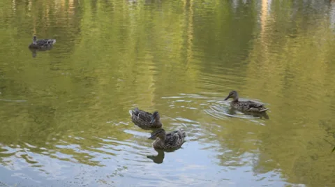 Wild ducks in the pond Video stock 39757891