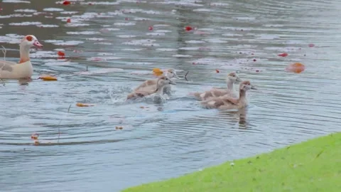 Wild ducks in pond Stock Footage 269783582
