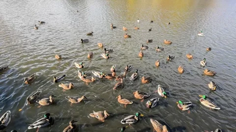 Wild ducks on a pond Stock Footage 292658169