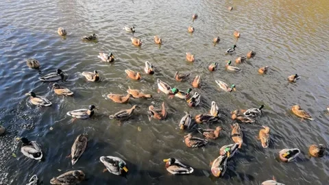 Wild ducks on a pond Stock Footage 292658190