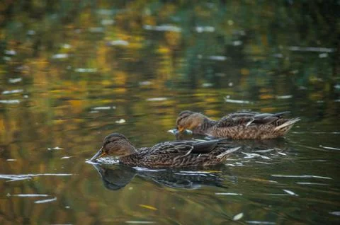 Wild ducks in pond Stock Photos