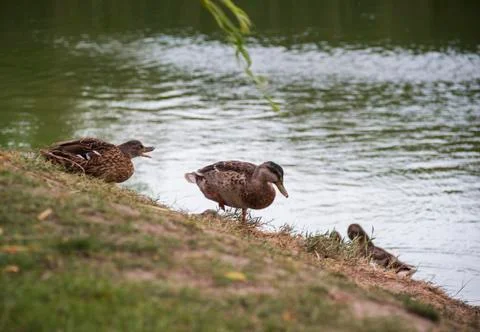 Wild ducks at the pond Stock Photos