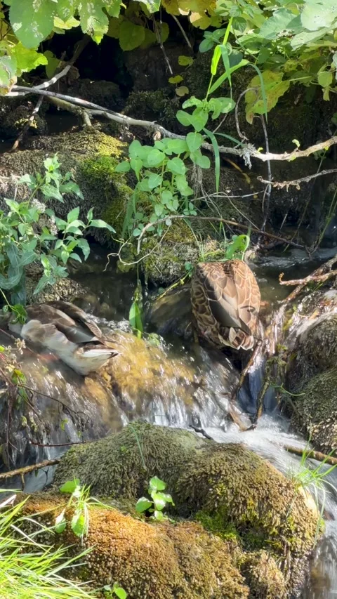Wild ducks resting on mossy rocks by small flowing stream, Stock Footage 346715366