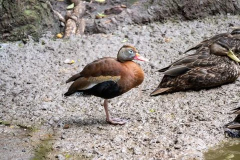 Wild ducks resting on muddy ground near water in a zoo enclosure Stock Photos