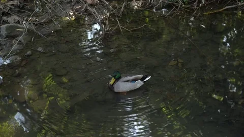 Wild ducks on the river alone Stock Footage 80807414