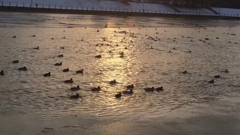 Wild ducks on a river Stock Footage 72165341