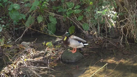 Wild ducks on the river Stock Footage 80807053