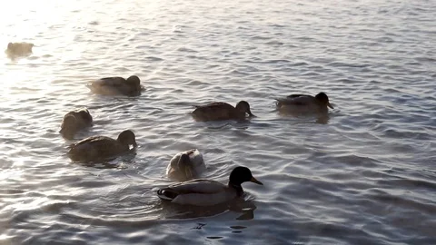 Wild ducks on the river Stock Footage 99037898