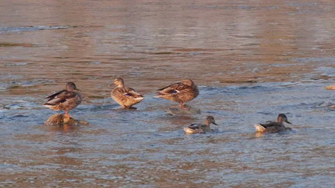 Wild Ducks on a River Stock-Footage 163660219