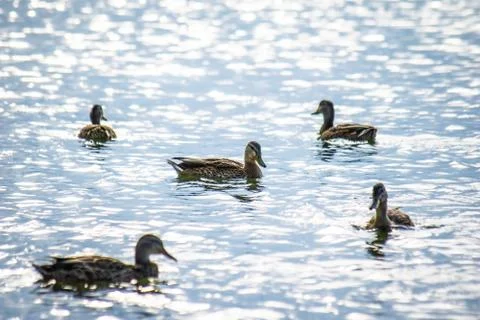 Wild ducks in the river Stock Photos
