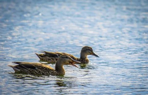 Wild ducks in the river Stock Photos
