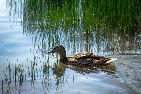 Wild ducks in the river Stock Photos