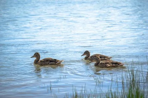 Wild ducks in the river Stock Photos