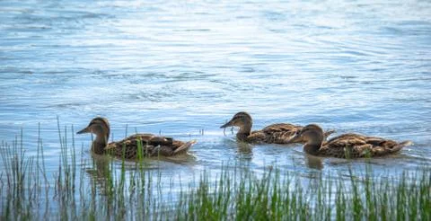 Wild ducks in the river Stock Photos