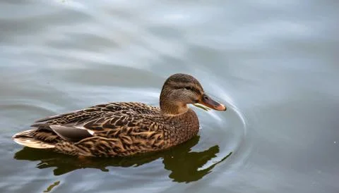 Wild ducks in the river. Stock Photos