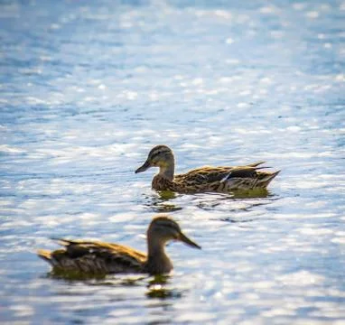 Wild ducks in the river Foto stock