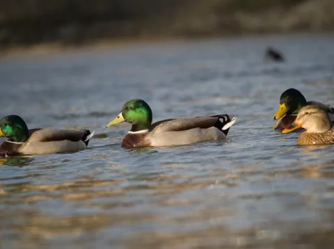 Wild Ducks on the River Stock Photos