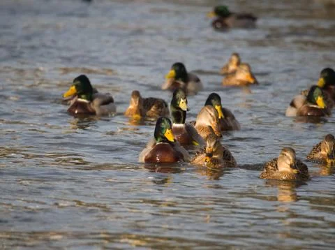 Wild Ducks on the River Stock Photos