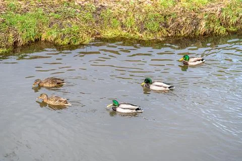 Wild ducks in the river Foto stock