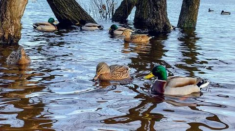 Wild ducks on the river Stock Photos