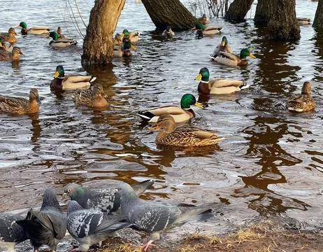 Wild ducks on the river Stock Photos
