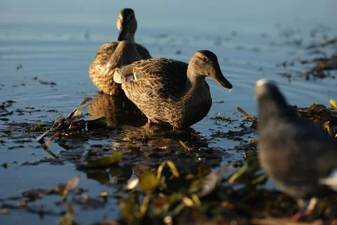Wild ducks on the river Stock Photos
