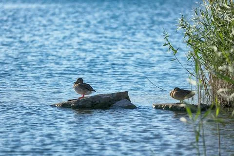 Wild ducks on the river Stock Photos