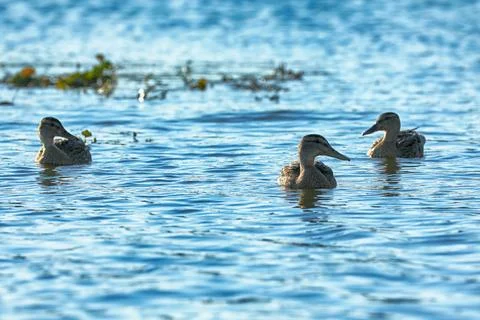 Wild ducks on the river Foto stock