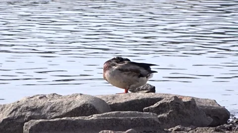 Wild ducks on a river in Siberia Video stock 252482904