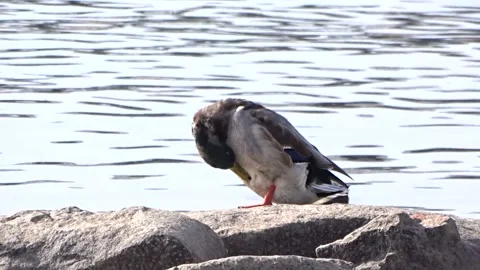 Wild ducks on a river in Siberia Stock Footage 252482909