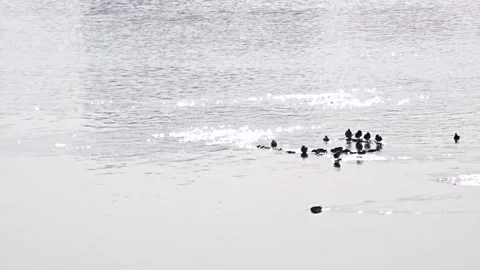 Wild ducks on a river in Siberia Stock Footage 252482966