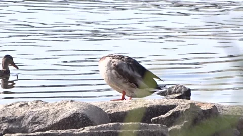 Wild ducks on a river in Siberia Stock Footage 252482972