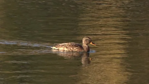 Wild ducks on a river in Siberia Stock Footage 252677375
