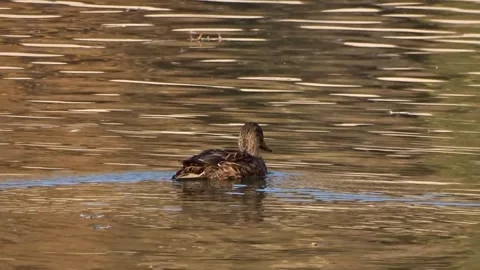 Wild ducks on a river in Siberia Stock Footage 252677393