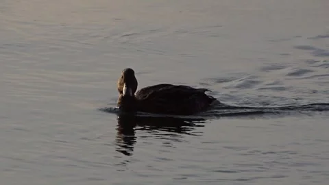 Wild ducks on a river in Siberia Stock Footage 252677534
