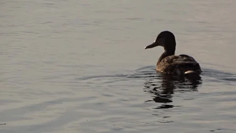 Wild ducks on a river in Siberia Stock Footage 252677563