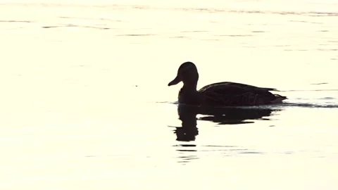 Wild ducks on a river in Siberia Stock Footage 252677631