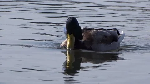 Wild ducks on a river in Siberia Stock Footage 252928190