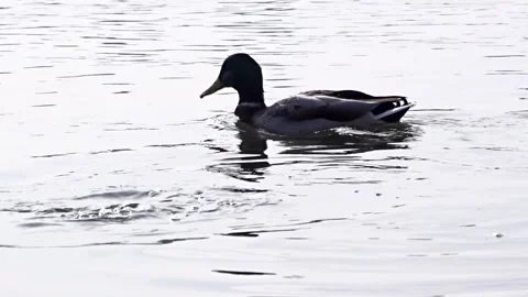 Wild ducks on a river in Siberia Stock Footage 252928338
