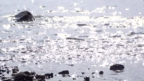 Wild ducks on a river in Siberia Stock Footage 252928502