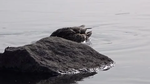 Wild ducks on a river in Siberia Stock Footage 252928507