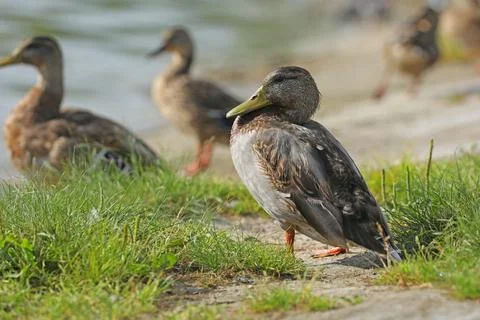 Wild ducks on the river in summer time. Wildlife  Stock Photos