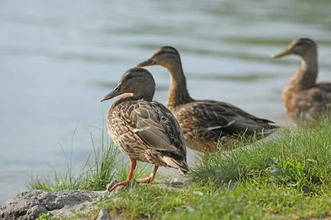 Wild ducks on the river in summer time. Wildlife  Stock Photos
