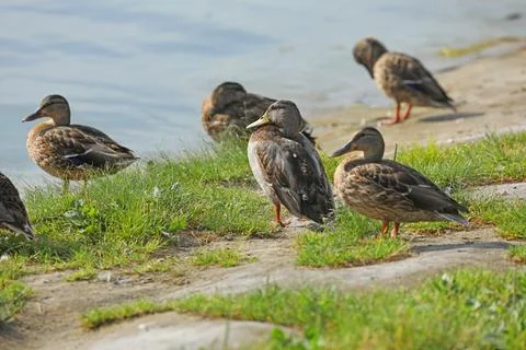 Wild ducks on the river in summer time. Wildlife  Foto stock