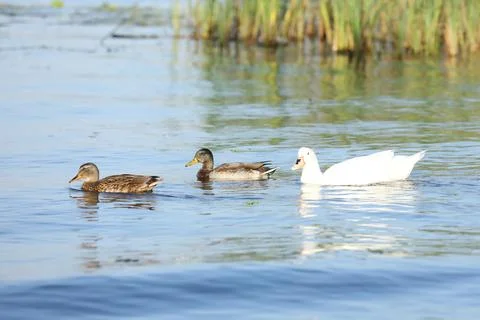Wild ducks on the river in summer time. Wildlife  Foto stock