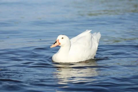 Wild ducks on the river in summer time. Wildlife  Foto stock