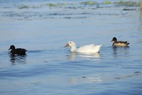 Wild ducks on the river in summer time. Wildlife  Foto stock