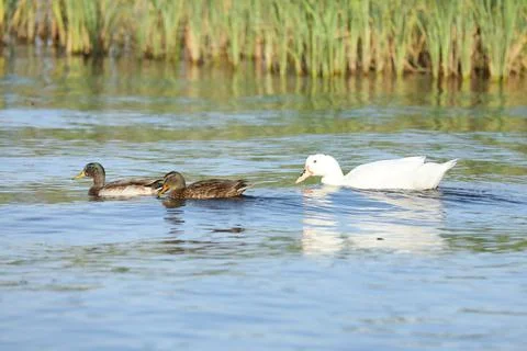 Wild ducks on the river in summer time. Wildlife  Stock-Fotos